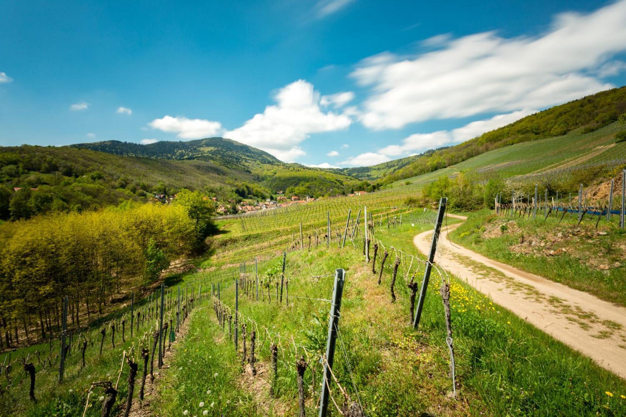 Chambre Du Vigneron - Domaine Leon Bleesz Reichsfeld 외부 사진