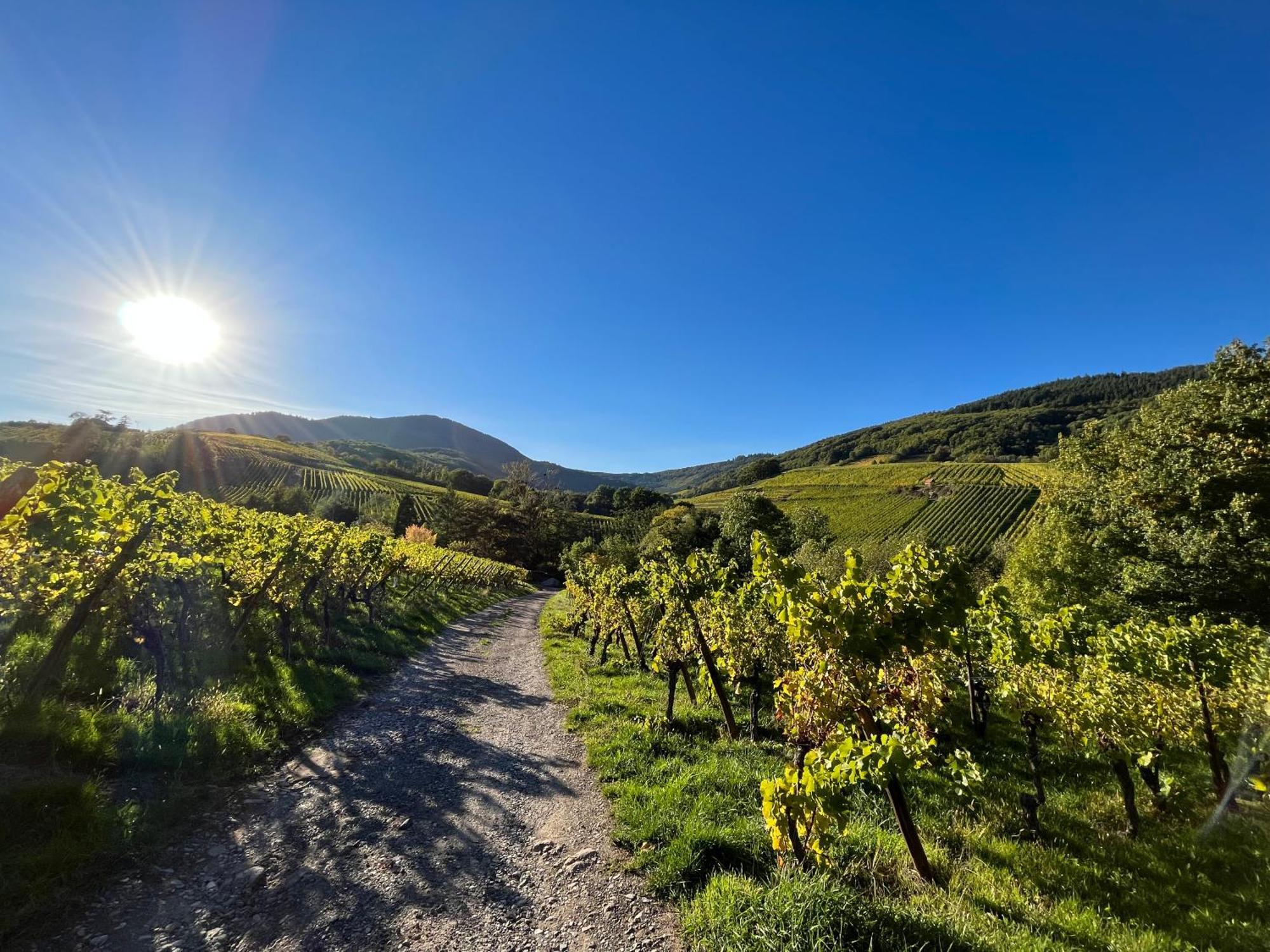 Chambre Du Vigneron - Domaine Leon Bleesz Reichsfeld 외부 사진