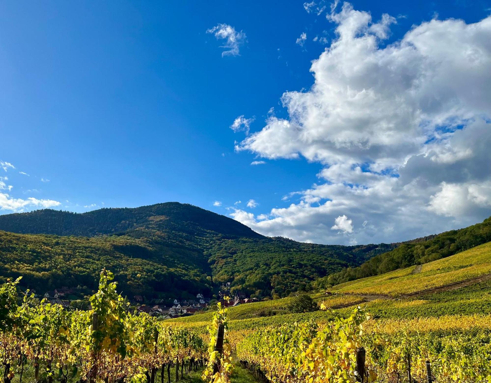 Chambre Du Vigneron - Domaine Leon Bleesz Reichsfeld 외부 사진