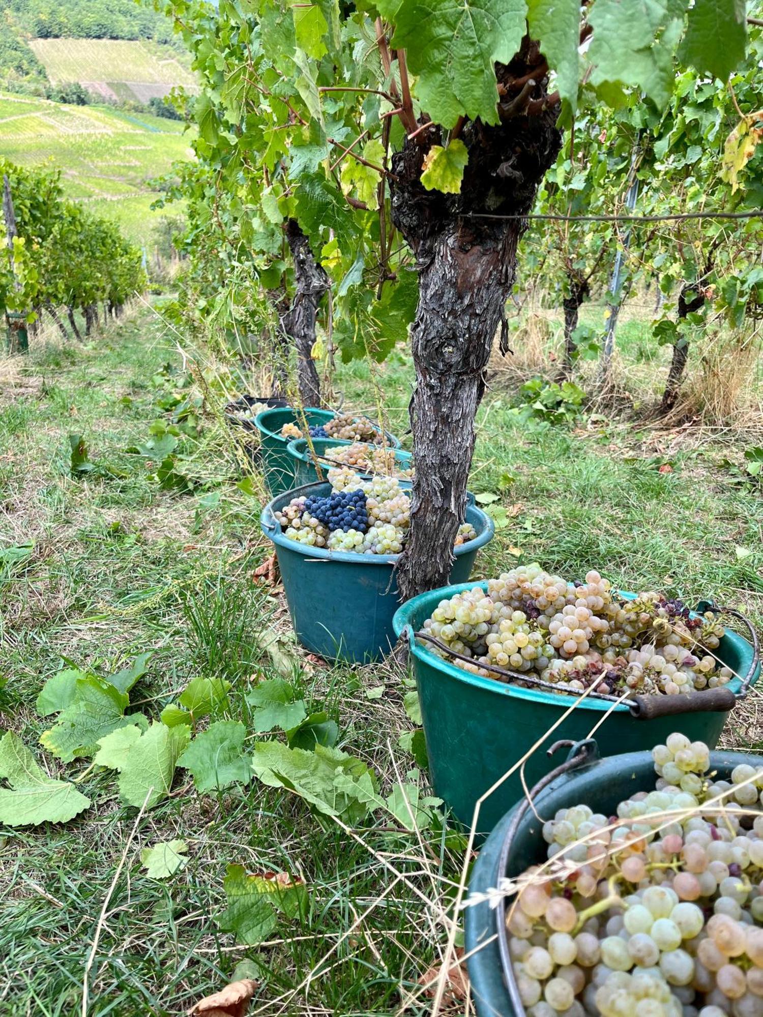 Chambre Du Vigneron - Domaine Leon Bleesz Reichsfeld 외부 사진